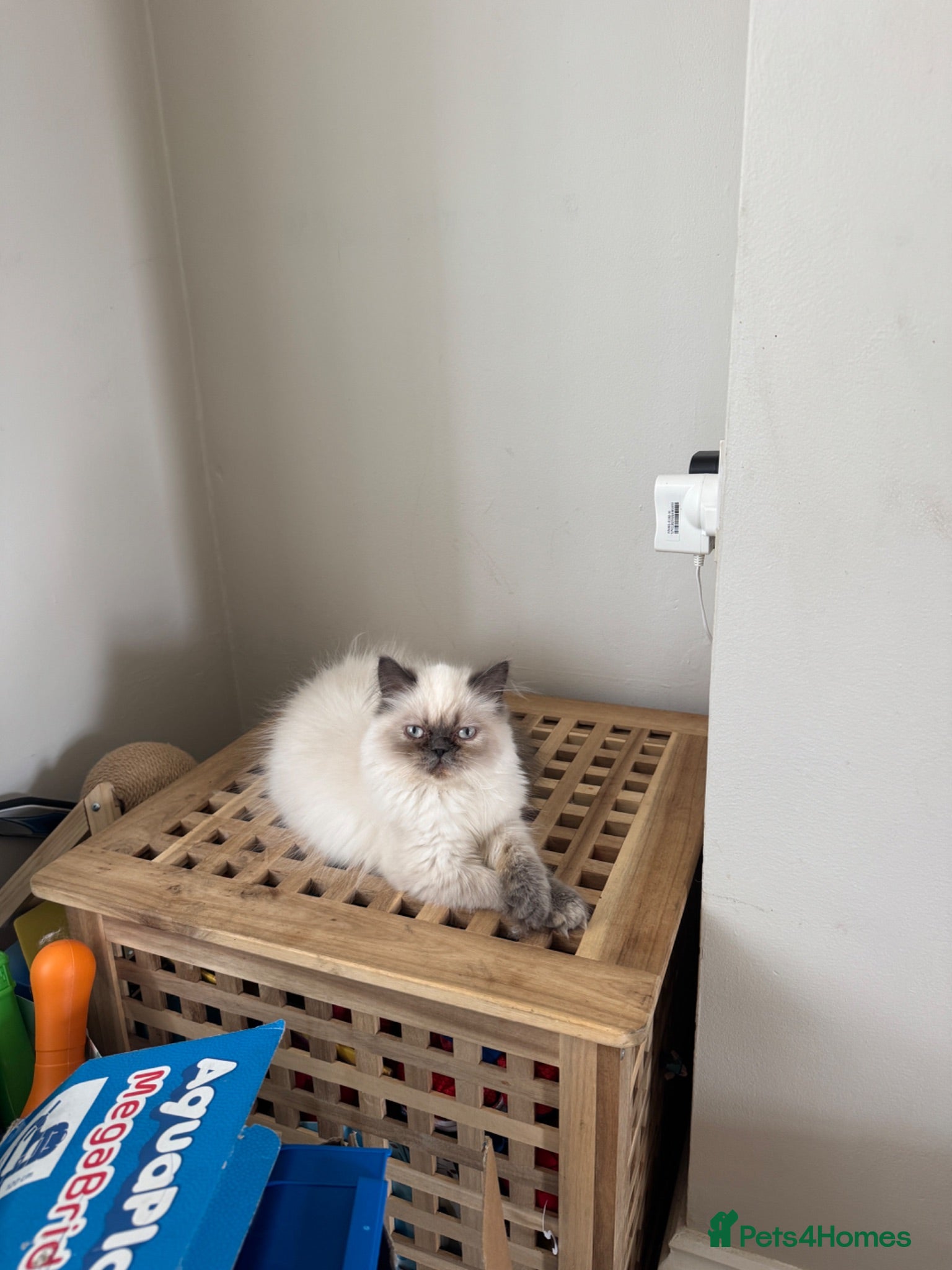 Persian cats Female Persian silver cat - Advert 13