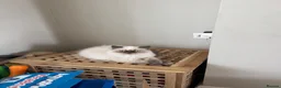 Persian cats for sale: Female Persian silver cat - Advert 1