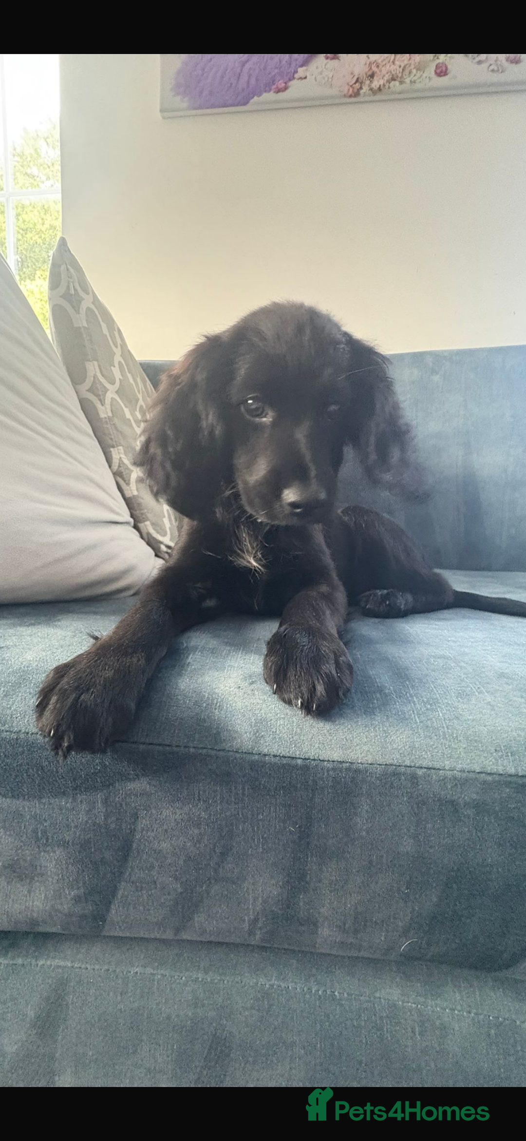 Cocker Spaniel dogs for sale: Cocker spaniel  - Image 5