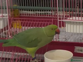Ringnecks birds Ring neck parrot - Advert 2