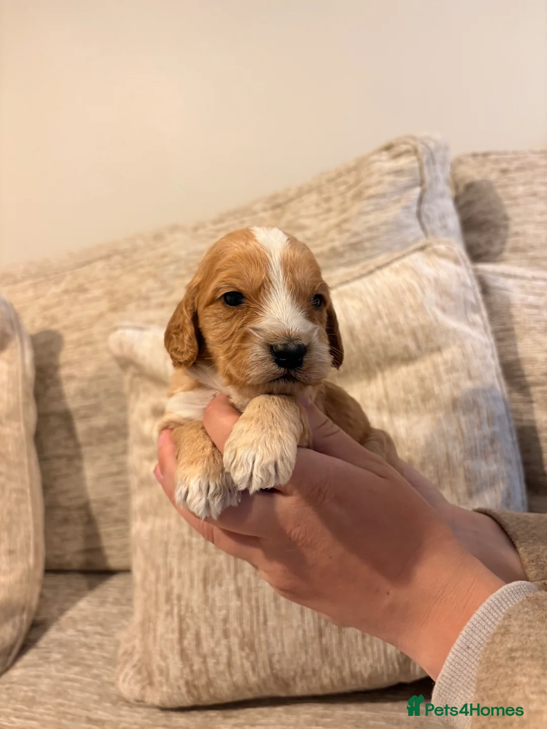 Cockapoo dogs for sale: Cockapoo puppies  - Advert 2