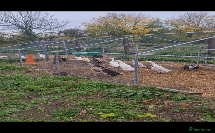 Ducks poultry - Advert 1