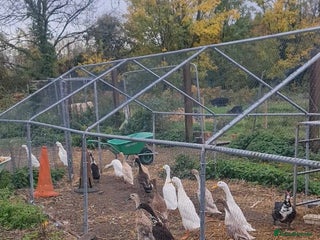 Ducks poultry - Advert 1