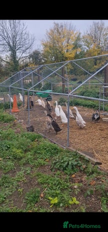 Ducks poultry - Advert 1