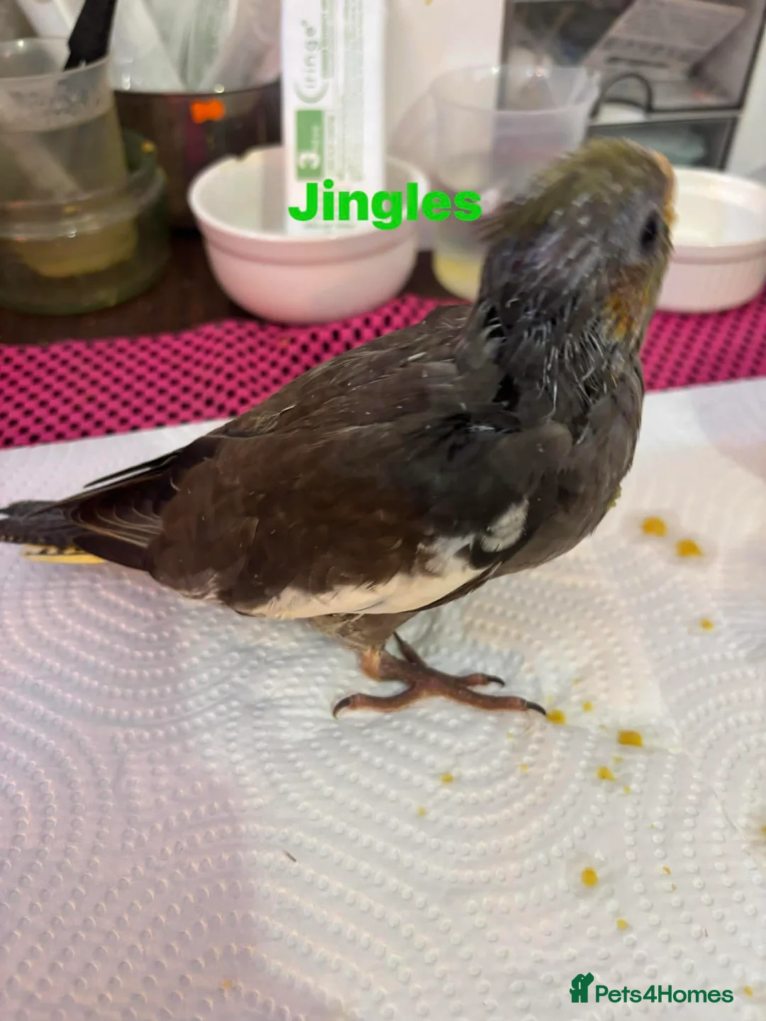 Cockatiels birds for sale: Hand reared and tame baby cockatiels  - Advert 10