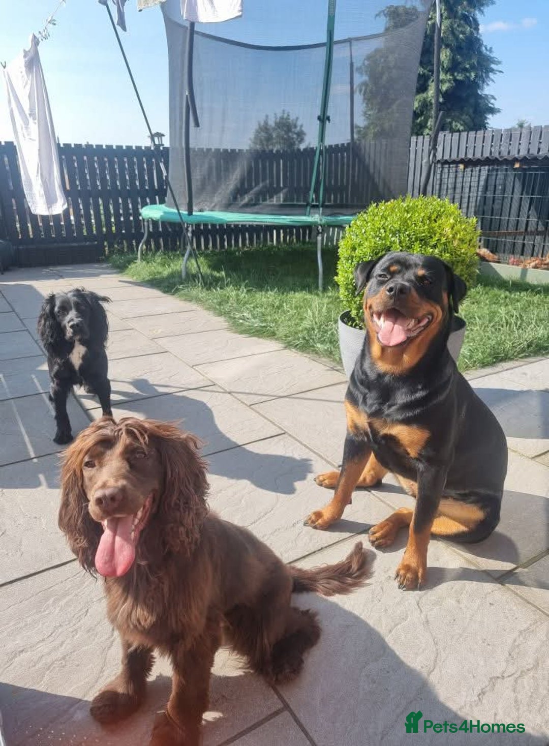 Sprocker dogs for sale: Sprocker for sale - Image 6