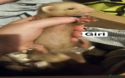 Ferret rodents for sale: 2 baby/kit ferrets to a good home - Image 3