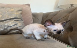 Devon Rex cats for sale: Two Adorable Devon Rex Kittens 💙🩷 - Image 6