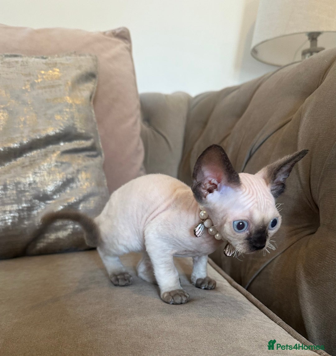 Devon Rex cats for sale: Two Adorable Devon Rex Kittens 💙🩷 - Image 6