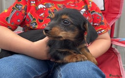 Mixed Breed dogs for sale: Dorkie puppies - Image 8
