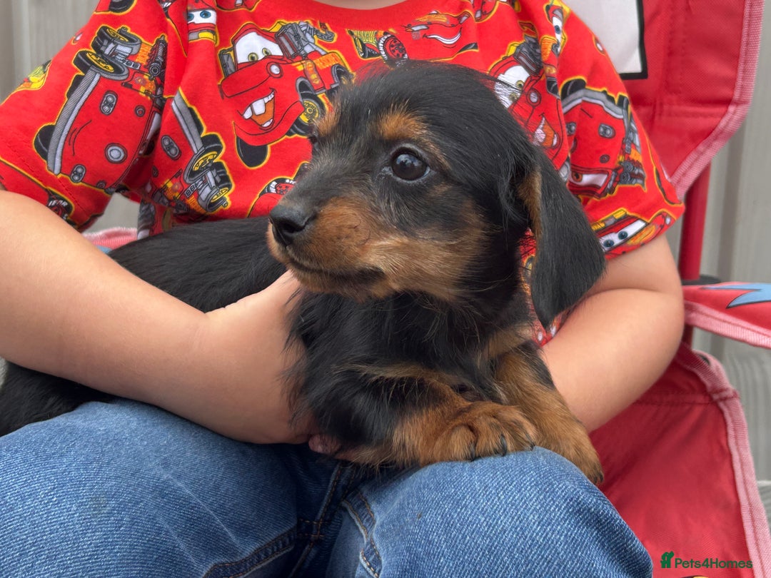 Mixed Breed dogs for sale: Dorkie puppies - Image 8