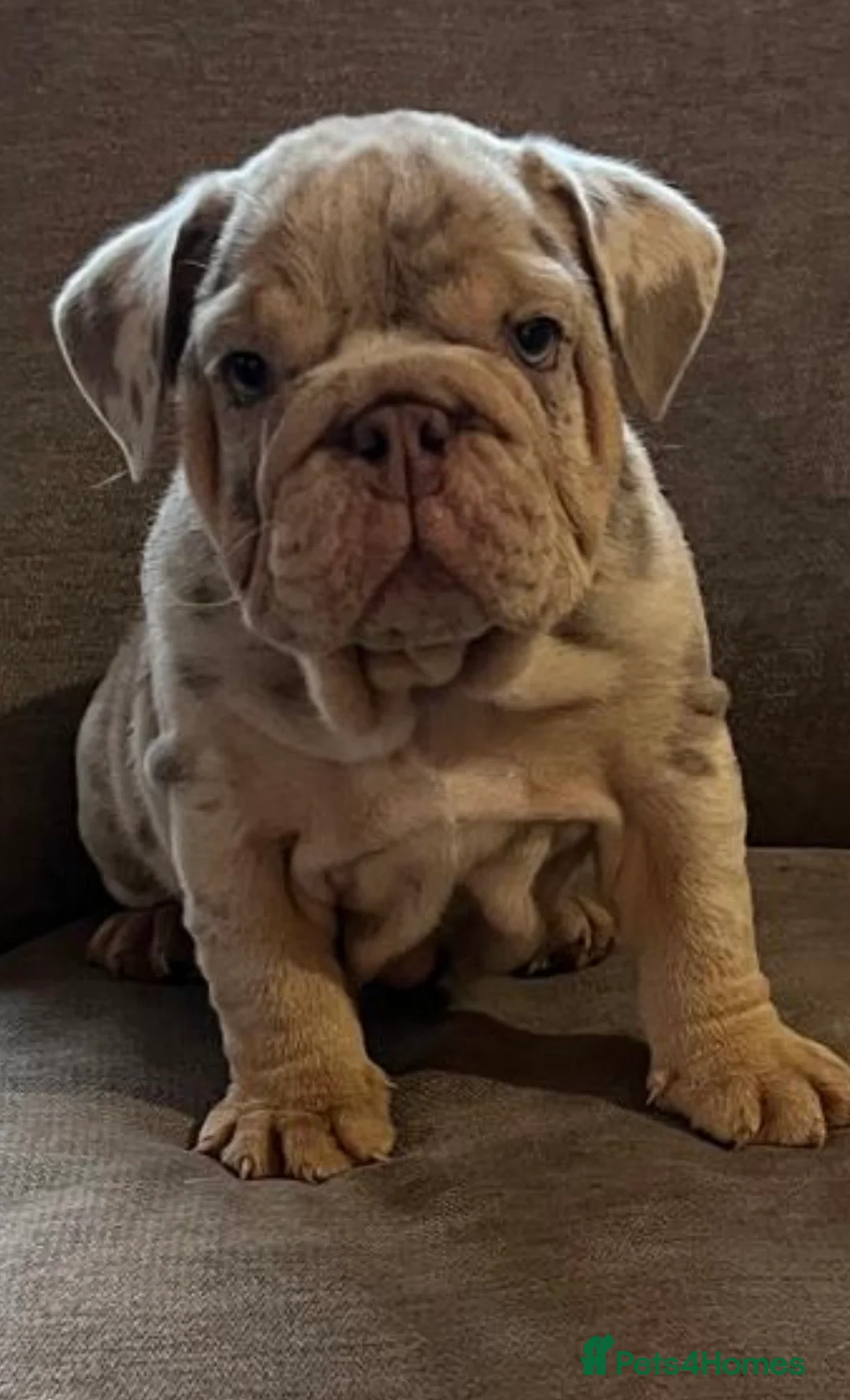English Bulldog dogs for sale: STUNNING LITTER - Advert 10