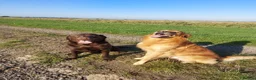 Labrador Retriever dogs for sale: Lovely, well bred Working Type Chocolate Lab.  - Advert 6