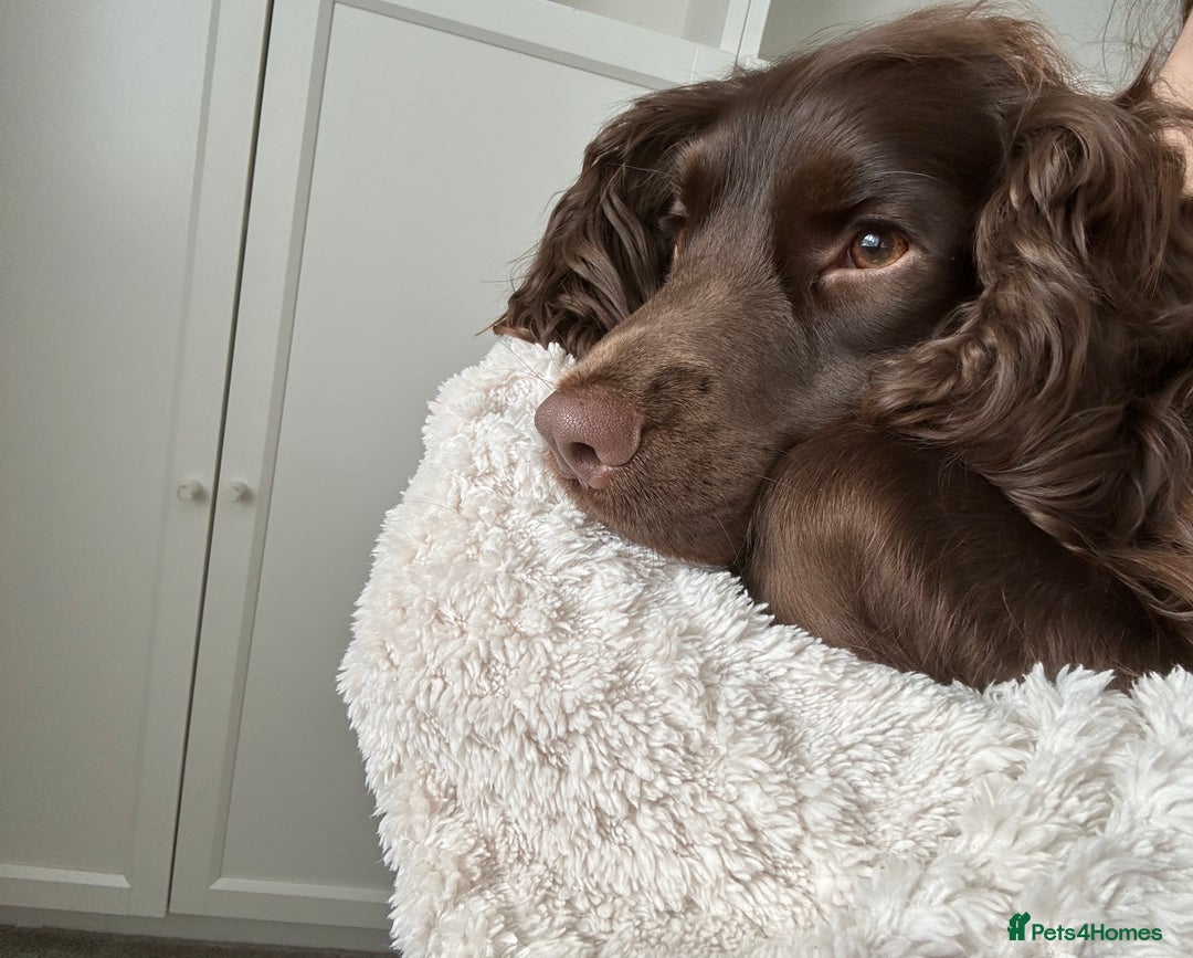 Cocker Spaniel dogs for sale: Stunning Cocker Spaniels 💗 - Advert 7