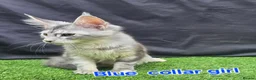 Maine Coon cats for sale: Ready now-Tica Maine Coon Kittens  - Advert 12
