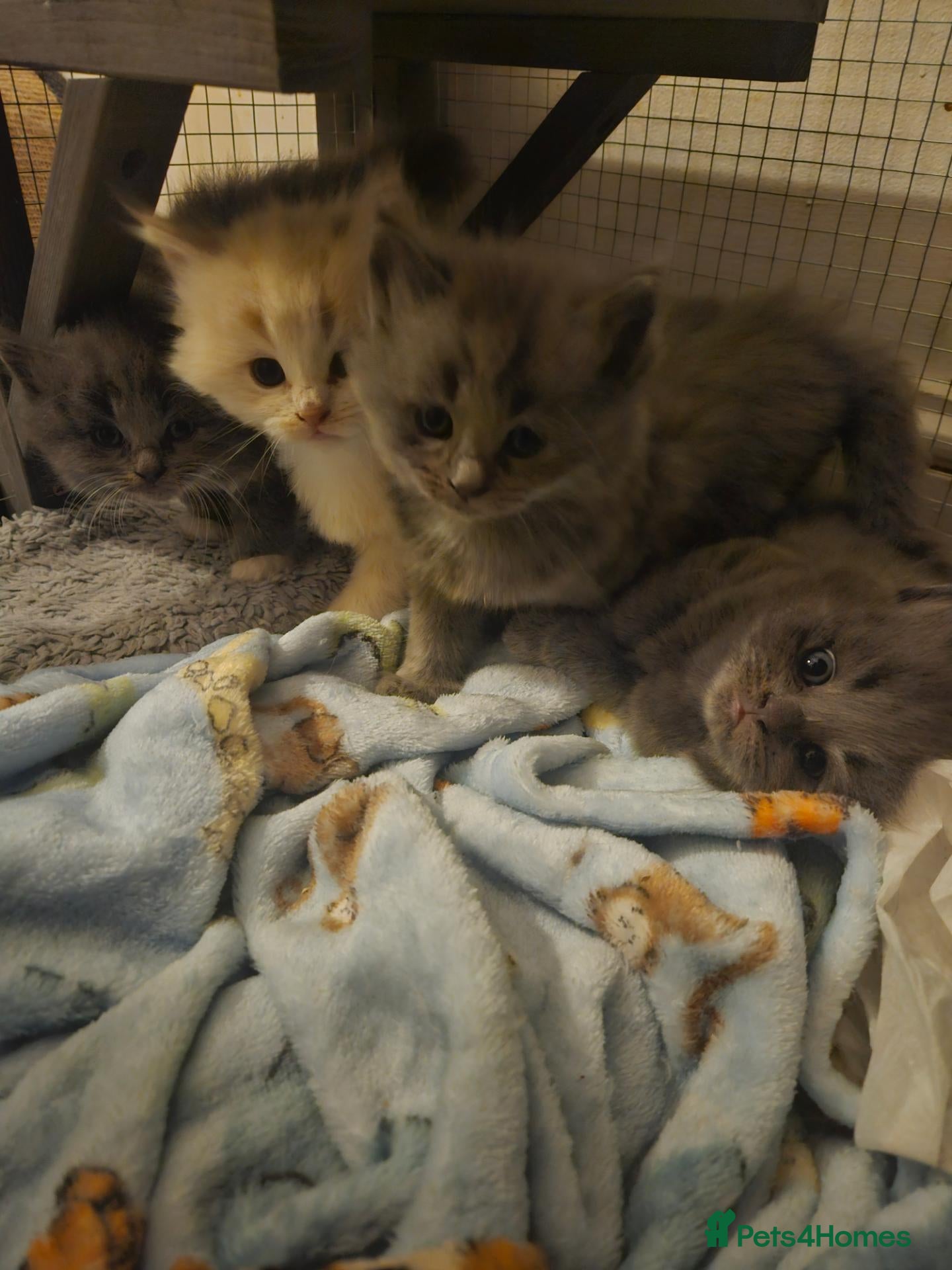 Ragdoll cats Mixed BSH and Ragdoll fluffy kittens  - Advert 7