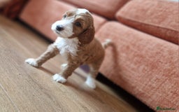 Australian Labradoodle dogs for sale: Stunning Australian labradoodles - Image 1