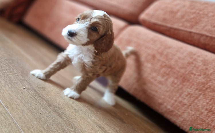 Australian Labradoodle dogs - Advert 1