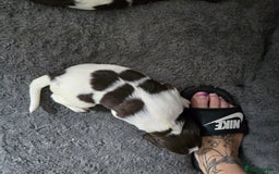 English Springer Spaniel dogs for sale: Stunning Pedigree Registered Pups - Image 11