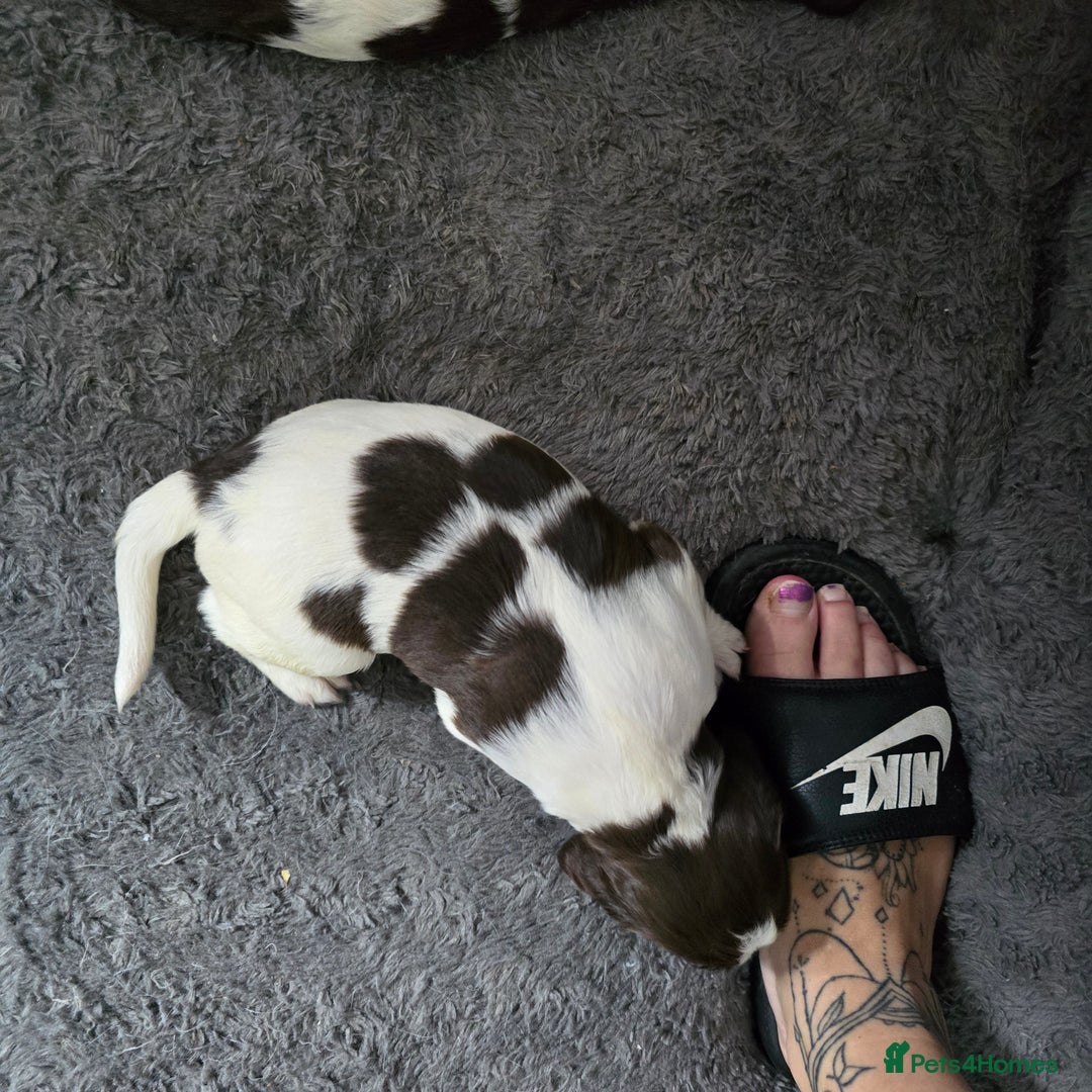 English Springer Spaniel dogs for sale: Stunning Pedigree Registered Pups - Image 11