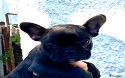 French Bulldog dogs for sale: KC reg pure French Bulldog puppies - Image 18