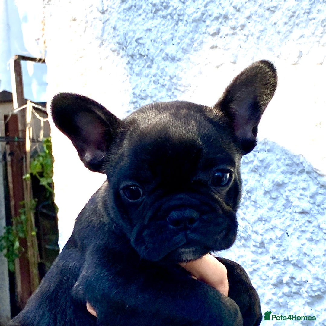 French Bulldog dogs for sale: KC reg pure French Bulldog puppies - Image 18