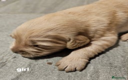 Golden Retriever dogs for sale: KC registered pedigree Golden Retriever pups - Image 13
