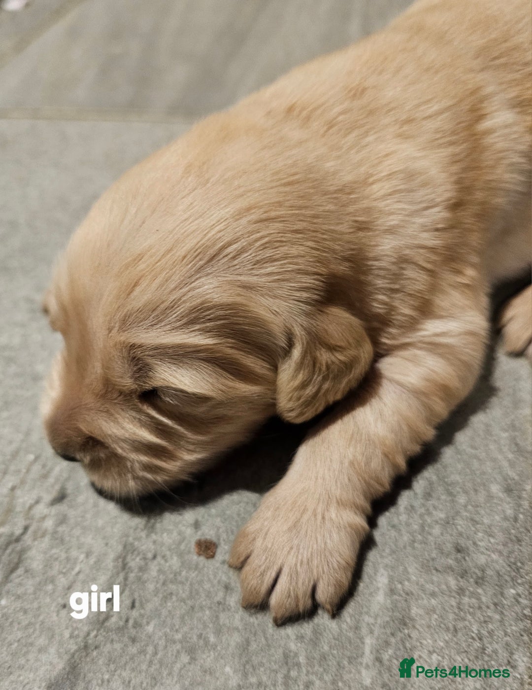 Golden Retriever dogs for sale: KC registered pedigree Golden Retriever pups - Image 13