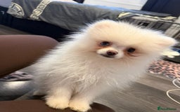 Pomeranian dogs for sale: Pomeranian boy puppy - Advert 10