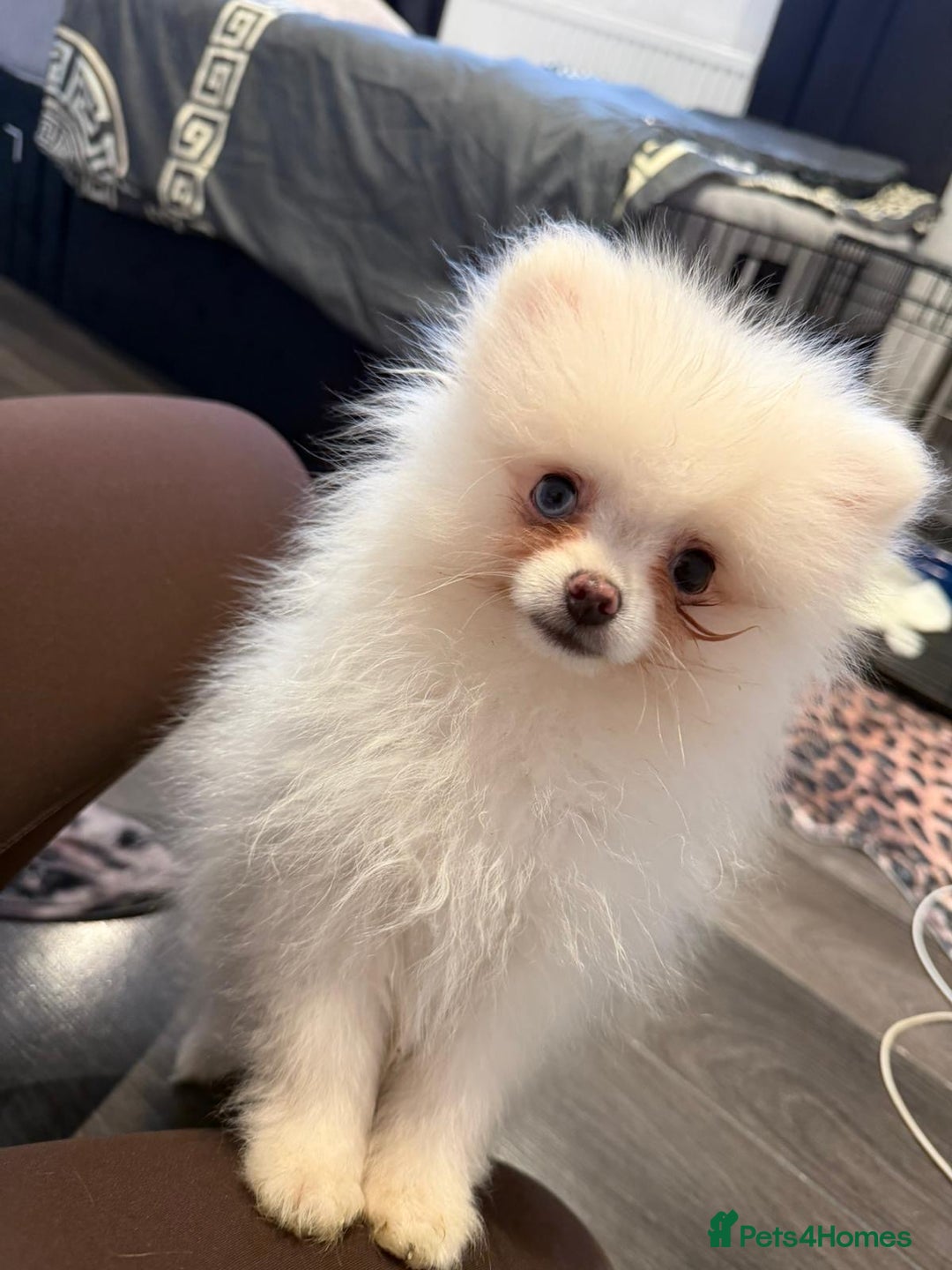 Pomeranian dogs for sale: Pomeranian boy puppy - Advert 10