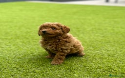 Maltipoo dogs for sale: OUTSTANDING F1b Tiny Asian Maltipoo Puppies - Image 6