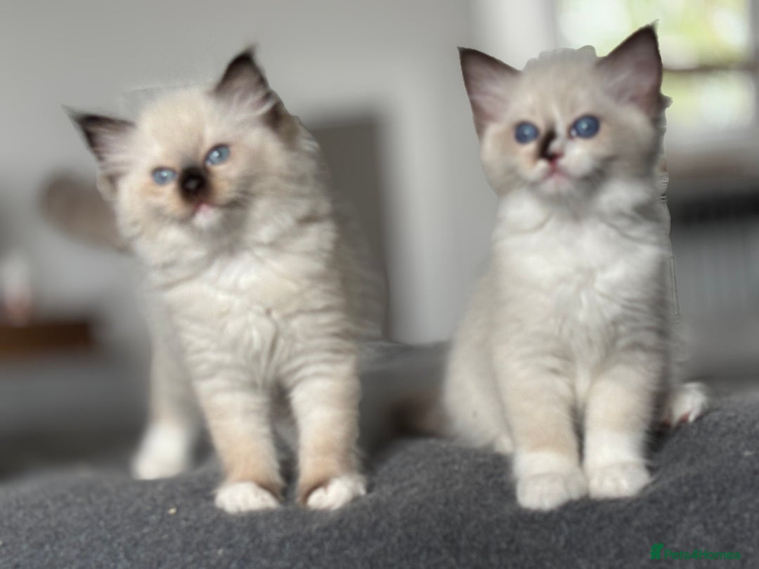 Ragdoll cats for sale: Attention please🥳TICA & Rare - Image 34