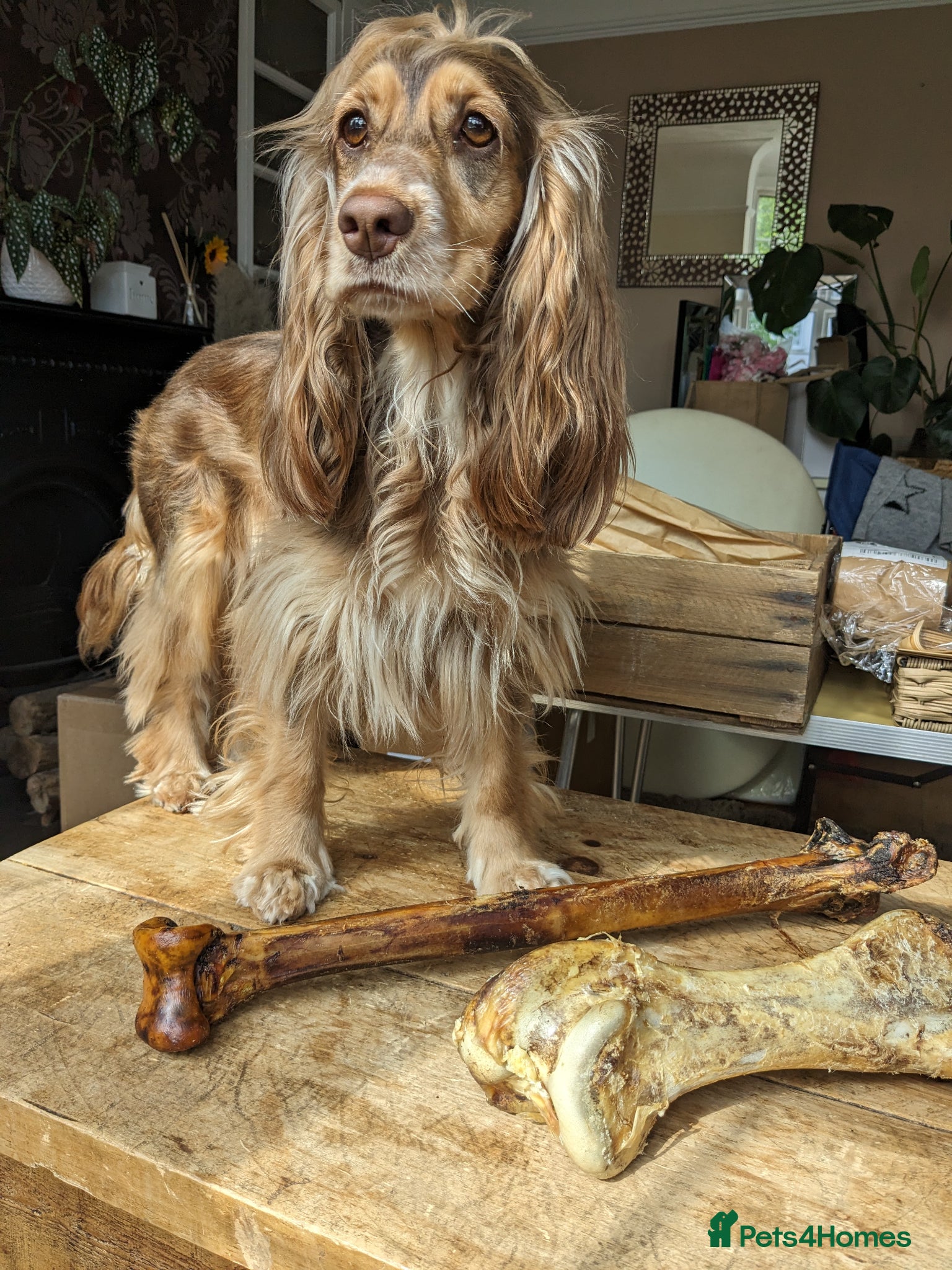 Cocker Spaniel dogs Beautiful KC Registered Cocker Spaniels 2 - Advert 1