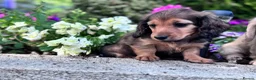 Miniature Dachshund dogs for sale: Miniature longhaired Dachshunds kc reg PRA clear - Advert 7