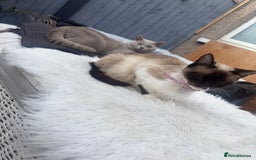 British Shorthair cats for sale: British blue x ragdolls  - Image 7