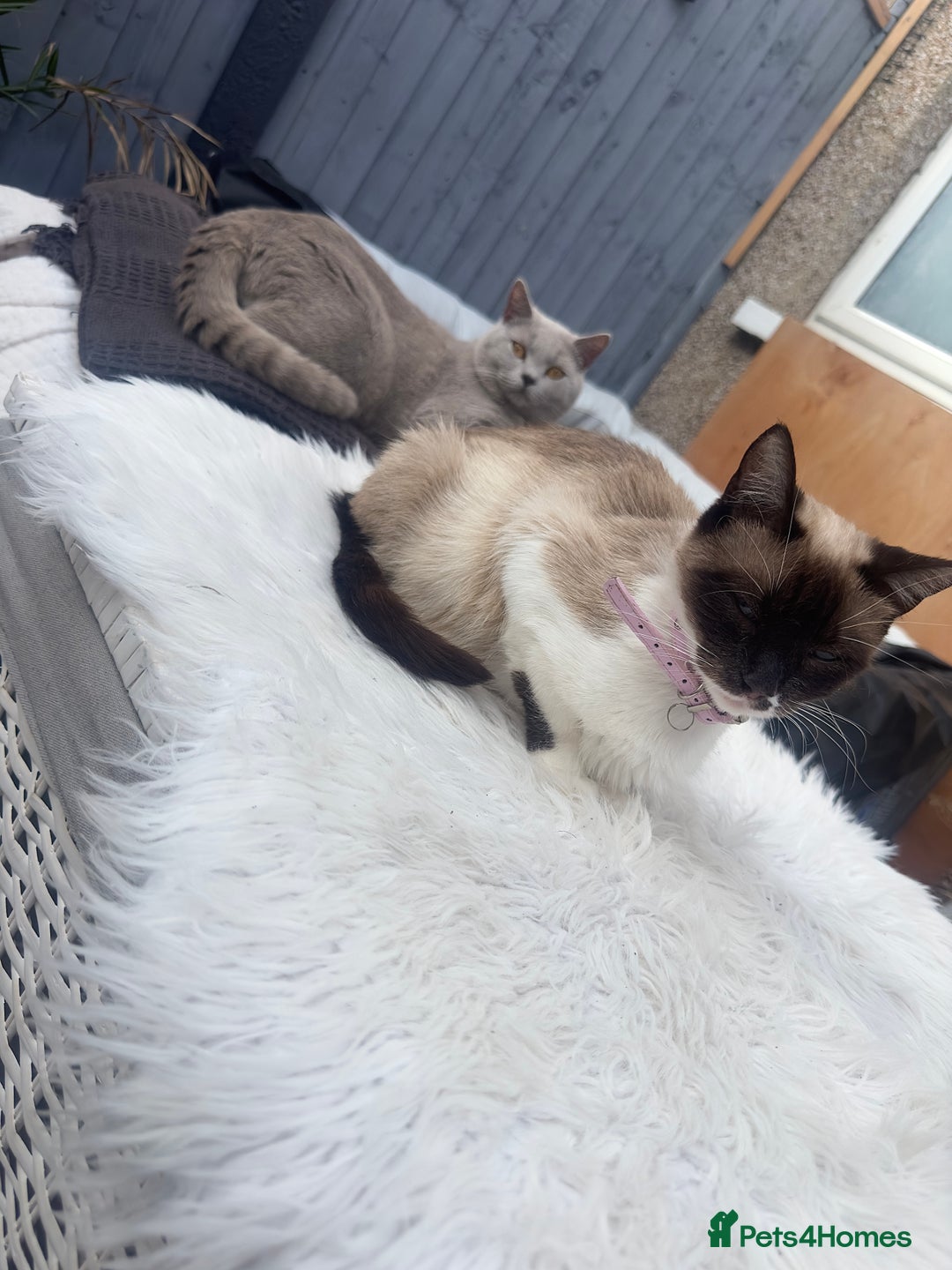 British Shorthair cats for sale: British blue x ragdolls  - Image 7