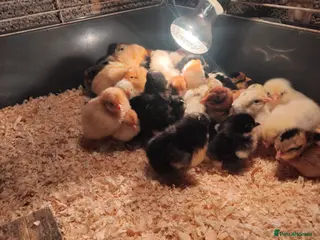 Mixed Breed poultry Hatching eggs - Advert 1