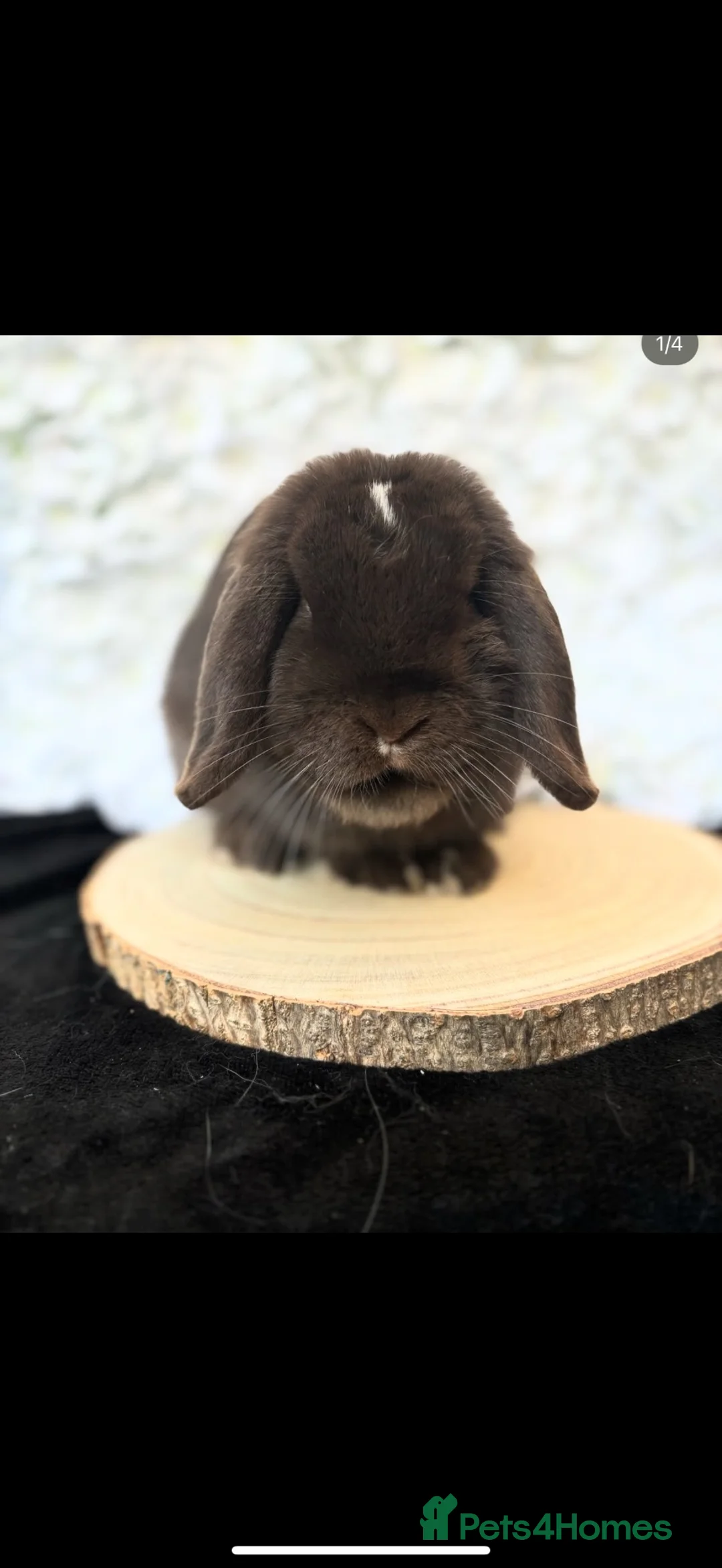 Mini Lop rabbits for sale: Breeding/Pet home mini lops.  - Advert 6