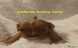 Cavalier King Charles Spaniel dogs for sale: Health tested Cavalier King Charles  - Image 25