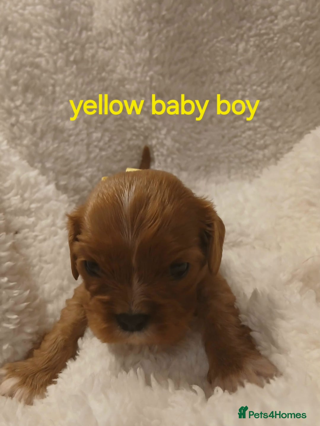 Cavalier King Charles Spaniel dogs for sale: Health tested Cavalier King Charles  - Image 25