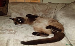 Siamese cats for sale: Flame point siamese kittens  - Advert 10