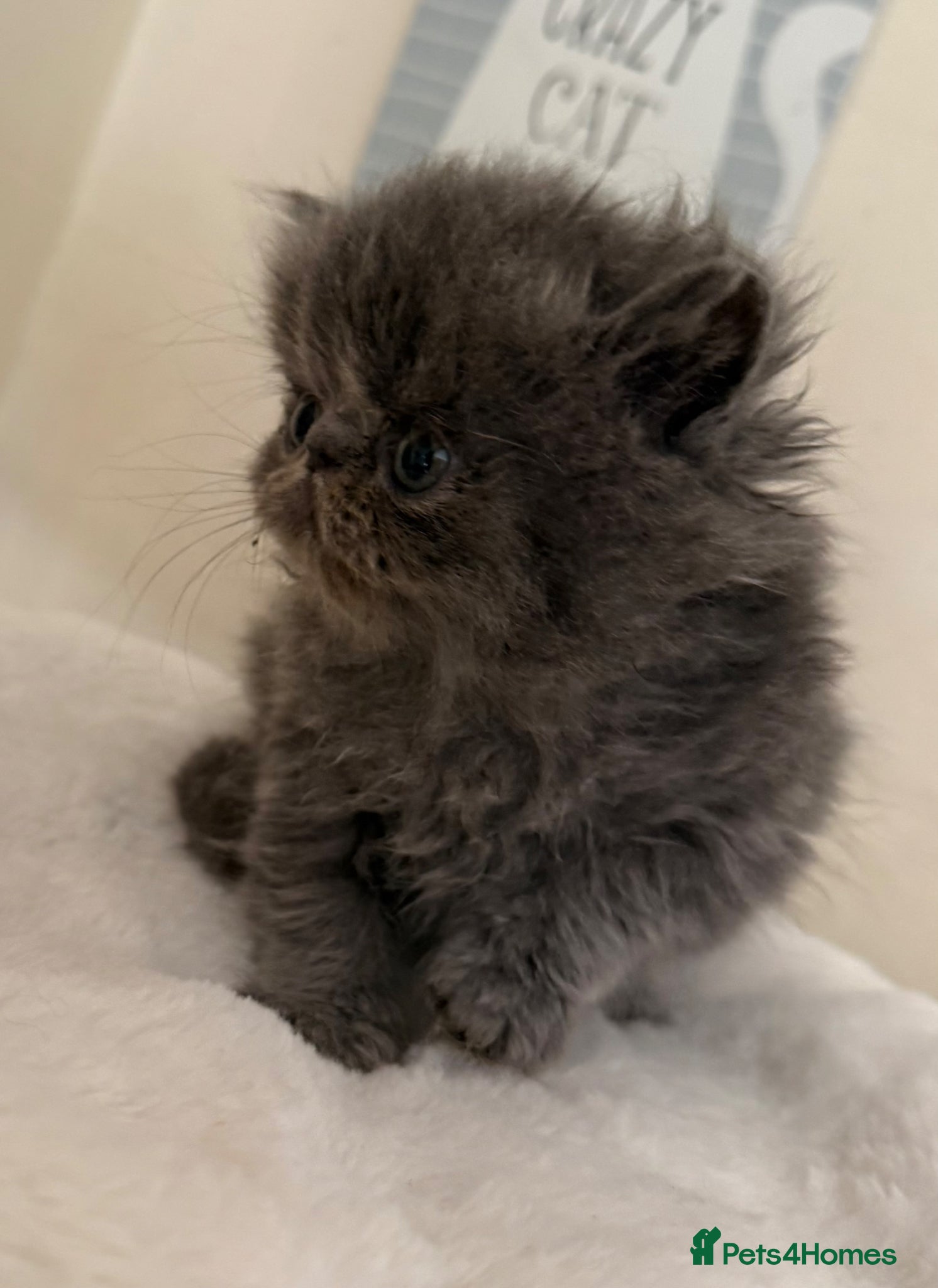 Persian cats GCCF registered Persian kittens  - Advert 12