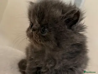 Persian cats GCCF registered Persian kittens - Advert 1