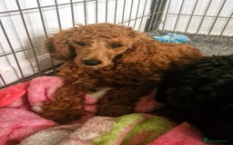 Miniature Poodle dogs for sale: Miniature Poodle  - Image 4