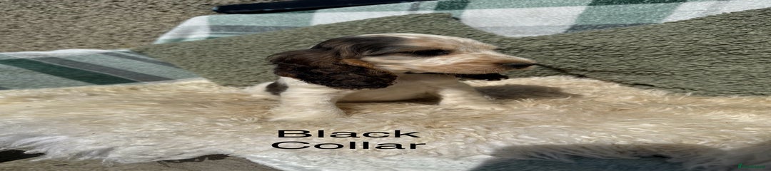 Black Collar