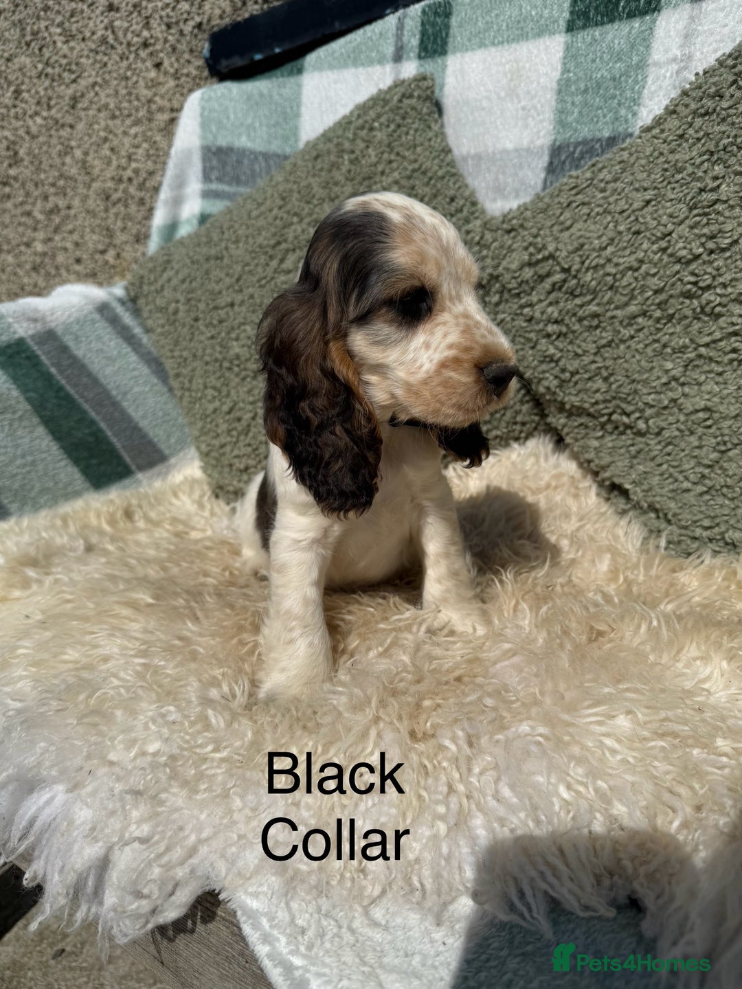 Cocker Spaniel dogs for sale: KC Registered Show Type Cocker Spaniels - Image 4