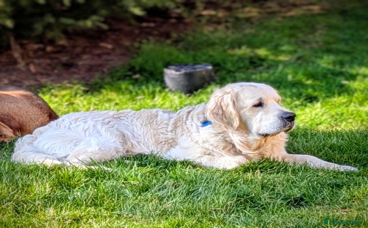 Golden Retriever dogs - Advert 1