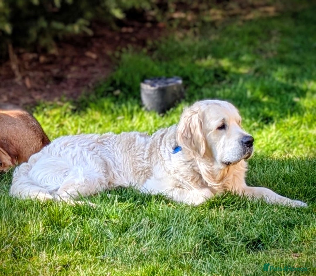 Golden Retriever dogs for stud: Gorgeous registered golden retriever Stud - Image 1