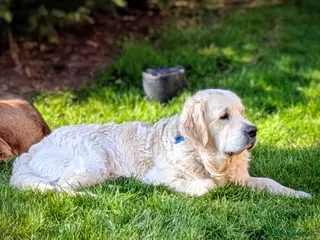 Golden Retriever dogs Gorgeous KC registered golden retriever Stud, - Advert 9