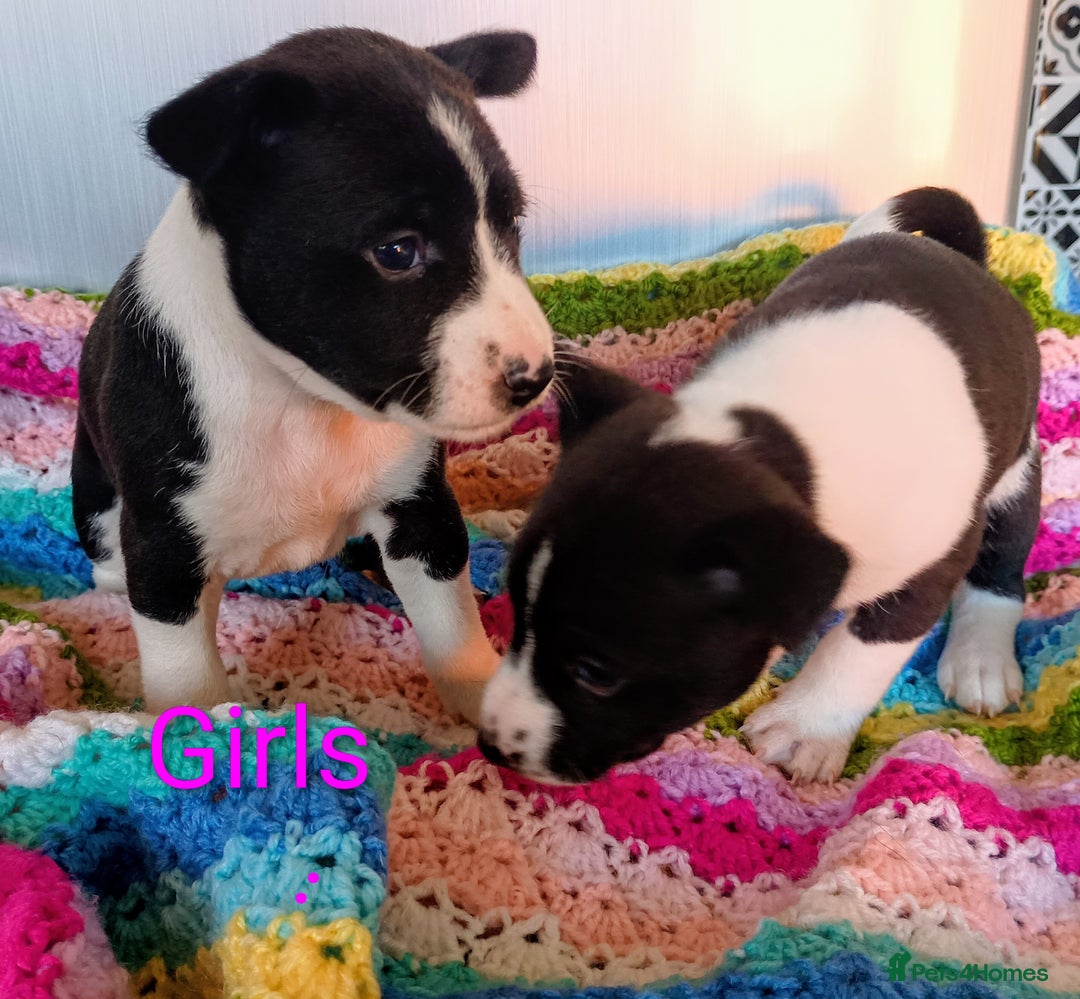 Basenji dogs for sale: Basenji pups  - Advert 5
